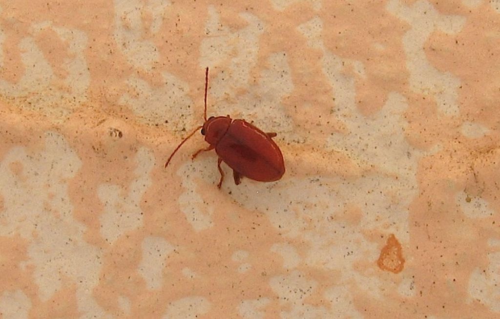 Neocrepidodera sp. (=Asiorestia), Chrysomelidae